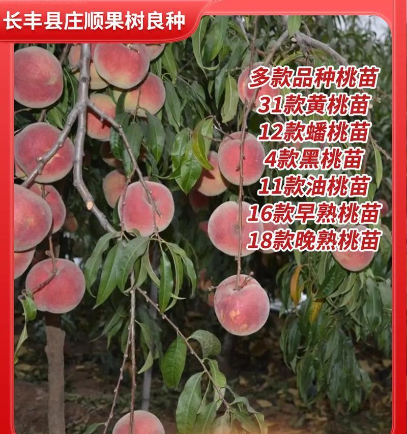春季嫁接桃树小苗好吗怎么养？春季嫁接的最佳时期是什么时候？