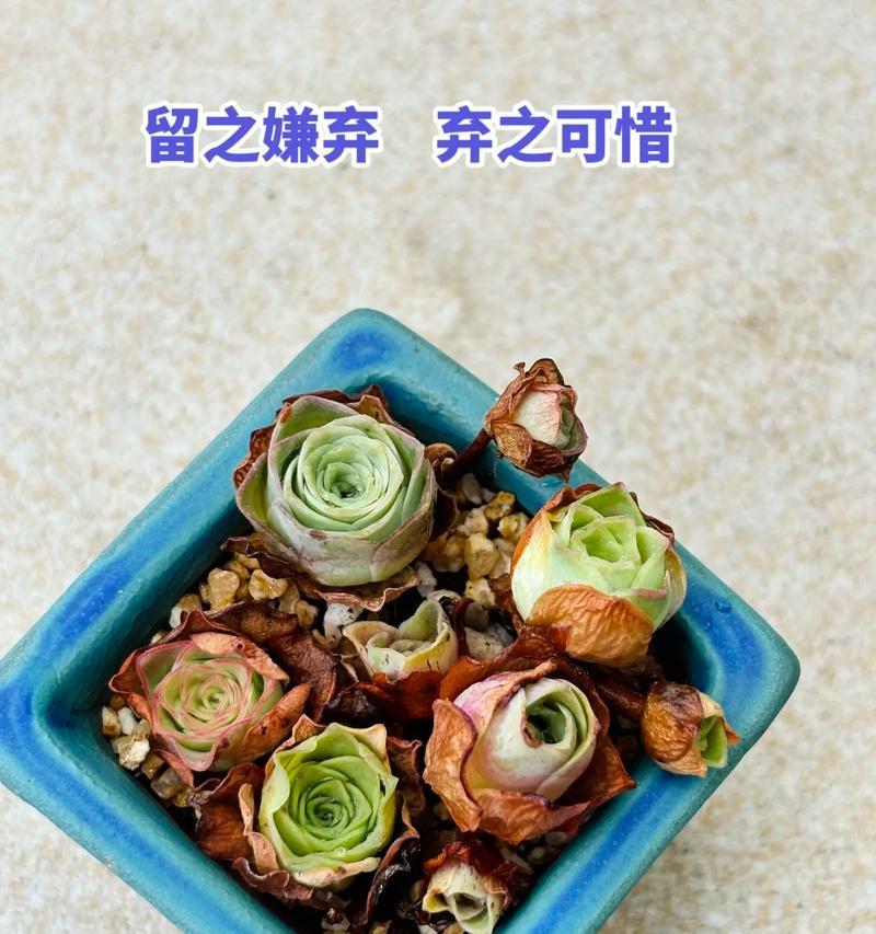 养死玫瑰花有什么特别的含义吗？