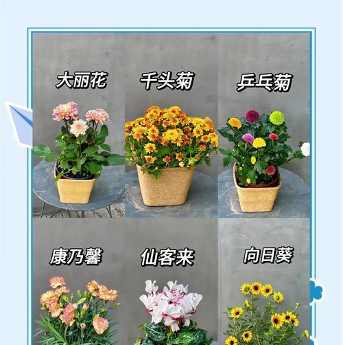 书房适合养殖哪些花卉？它们的名字是什么？