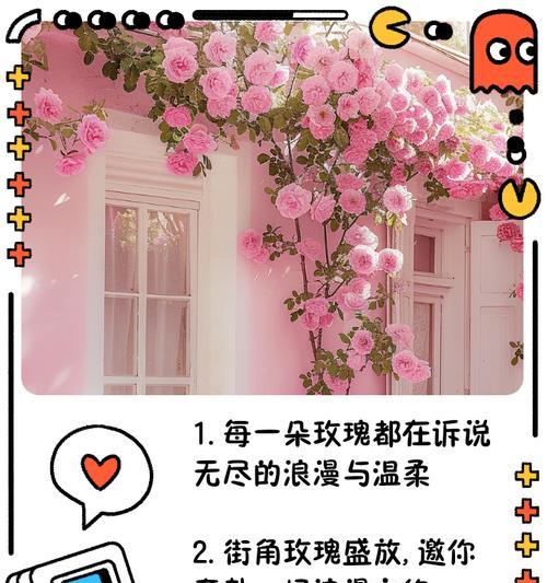 玫瑰花的最美花语是什么？如何表达爱意？
