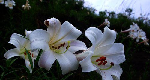 哭泣的百合花什么意思？它象征着怎样的情感？