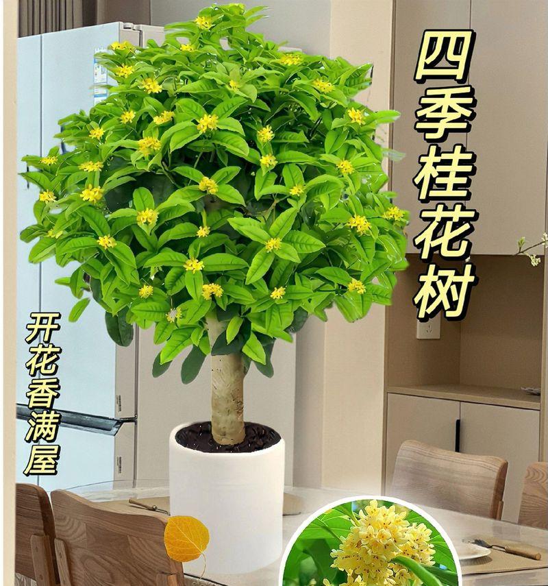 安徽四季开花的花卉有哪些？适合家庭种植的品种推荐？