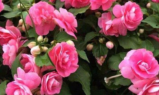安徽四季开花的花卉有哪些？适合家庭种植的品种推荐？