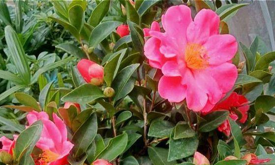 安徽四季开花的花卉有哪些？适合家庭种植的品种推荐？
