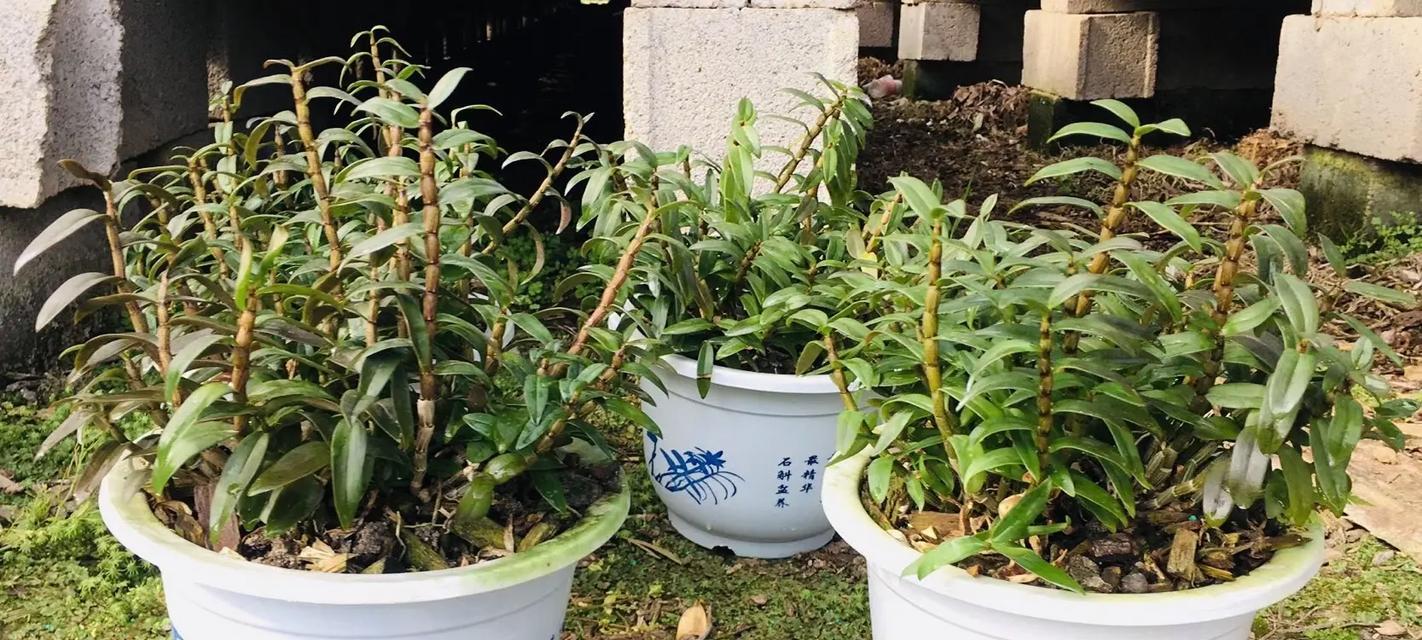 家中进火时盆栽选择有何建议？