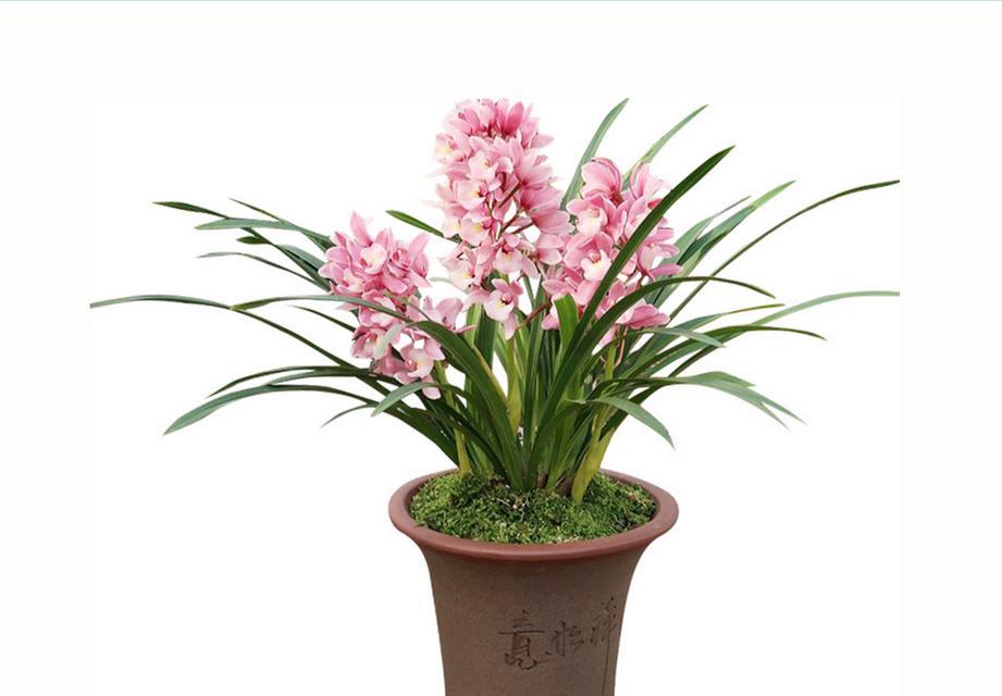 螃蟹兰花的花语是什么？它象征着什么？