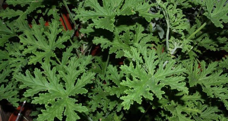 哪些植物具有防蚊效果？它们是如何驱赶蚊子的？