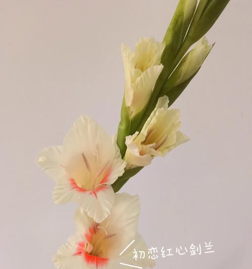 螃蟹兰花的花语是什么？它象征着什么？