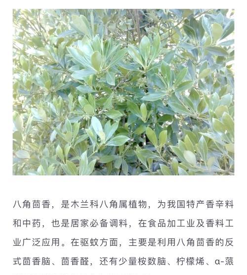 哪些植物具有防蚊效果？它们是如何驱赶蚊子的？