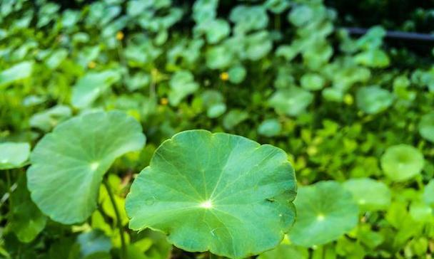 居家好种植的花卉品种有哪些？水生花卉植物维护措施有哪些？