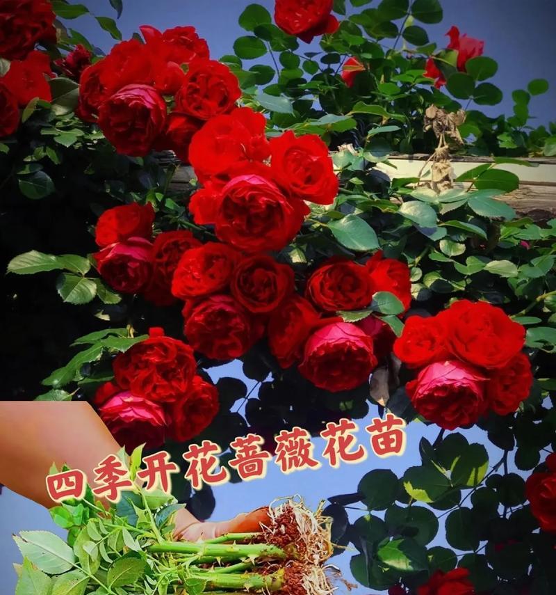 粉蔷薇的花语是什么？粉蔷薇在情感表达中代表什么？