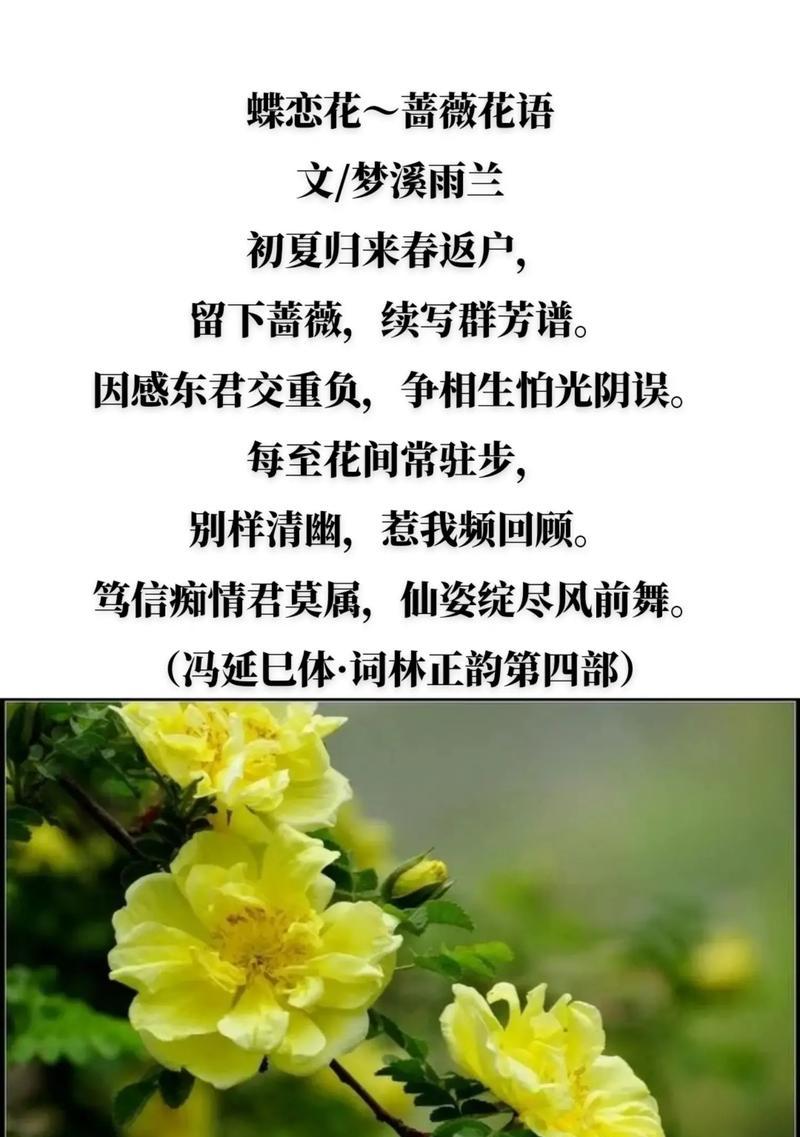 粉蔷薇的花语是什么？粉蔷薇在情感表达中代表什么？