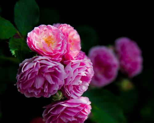 粉蔷薇的花语是什么？粉蔷薇在情感表达中代表什么？