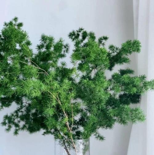 哪种植物的柔韧性最强？它们的特性有哪些？