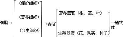 植物枝条是由什么组织构成的？这些组织有何功能？