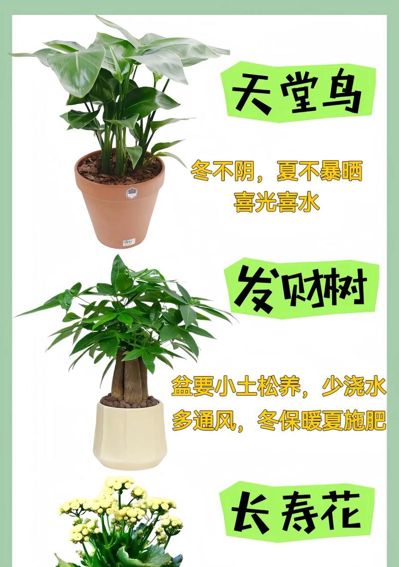 怀孕期间适合养哪些植物？这些植物对孕妇有哪些好处？