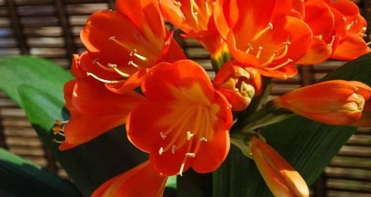 中等偏大的花卉品种有哪些？它们的养护要点是什么？