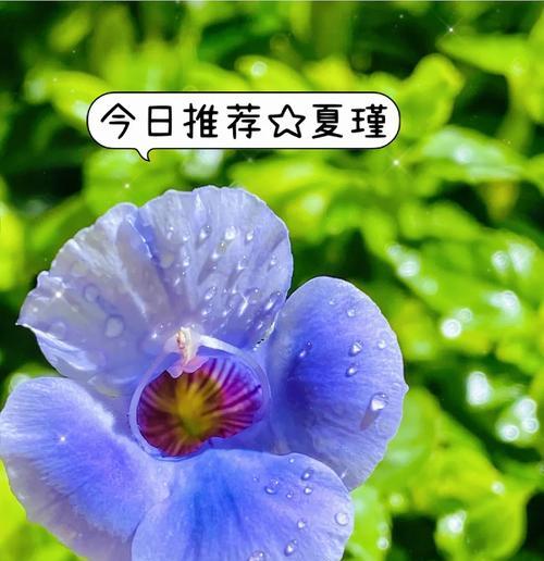中等偏大的花卉品种有哪些？它们的养护要点是什么？