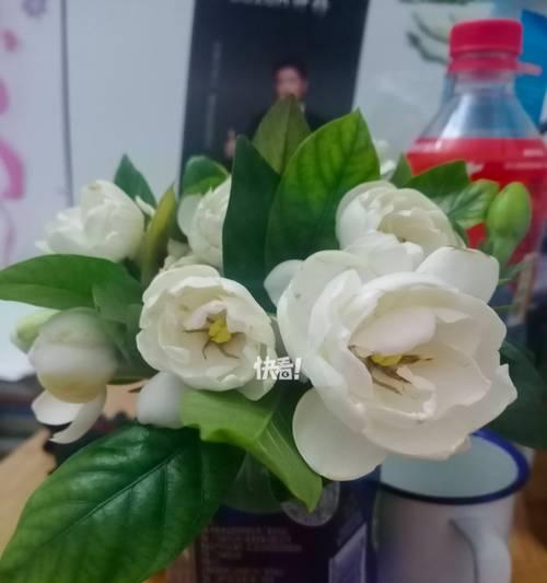 白玫瑰爱着栀子花什么意思？白玫瑰和栀子花组合的含义是什么？