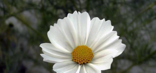 大波斯菊代表什么？