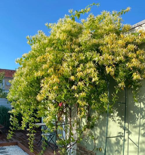 室内爬墙植物有哪些？如何选择？