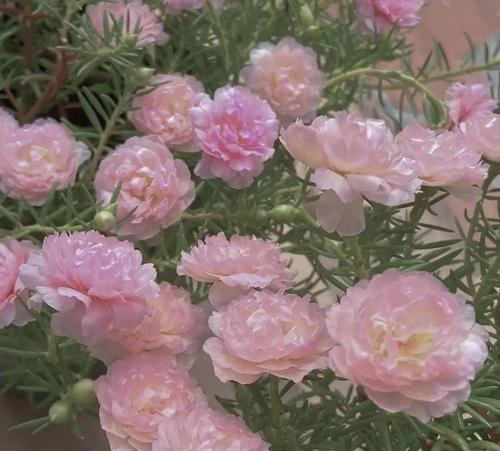 粉色太阳花的花语是什么？它象征着什么？