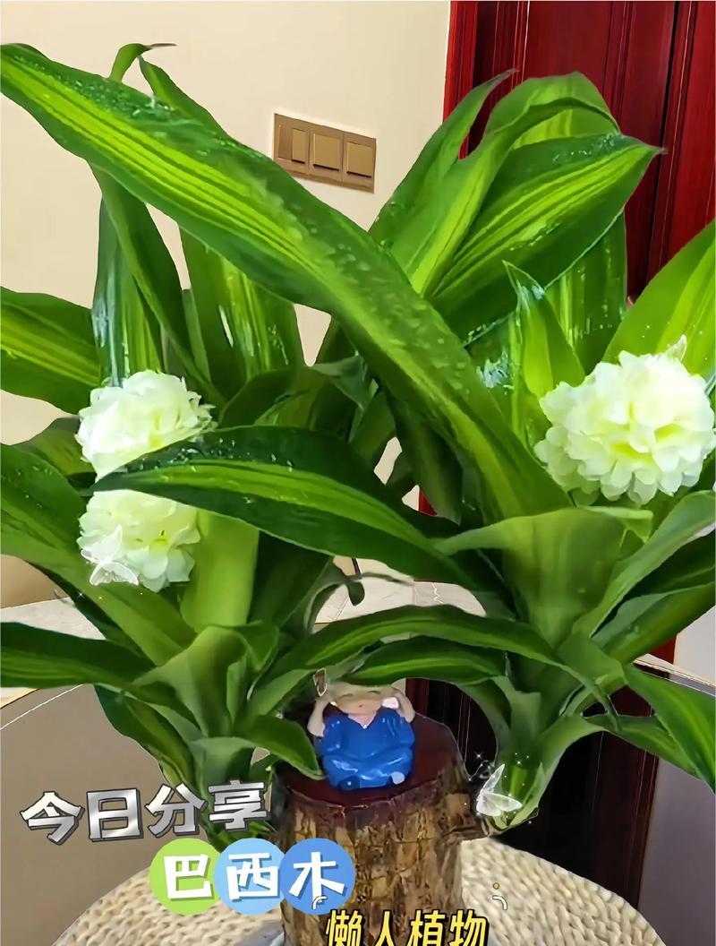 好养活的树本花卉植物有哪些？哪些适合新手种植？