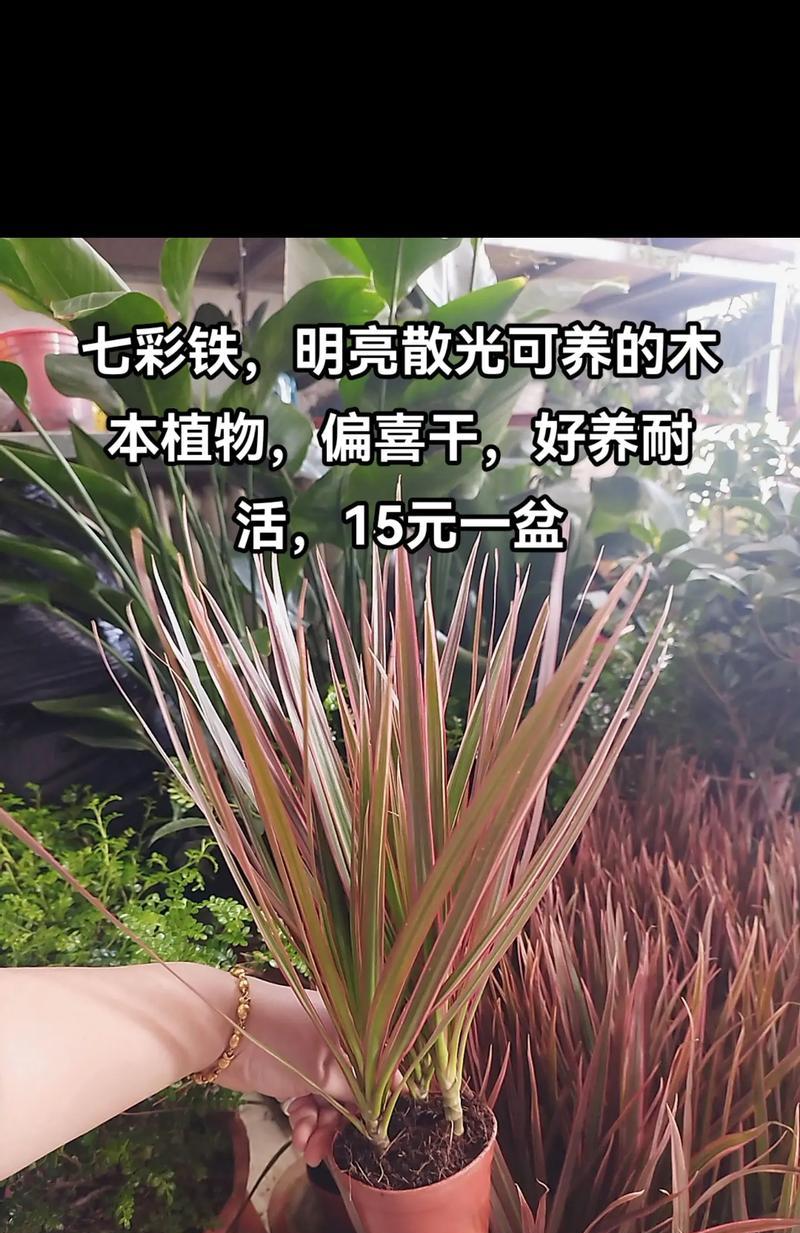 好养活的树本花卉植物有哪些？哪些适合新手种植？