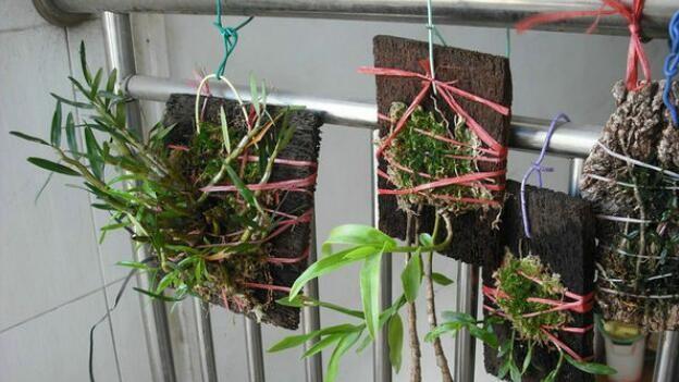 板植植物换板的正确步骤是什么？换板后如何护理？