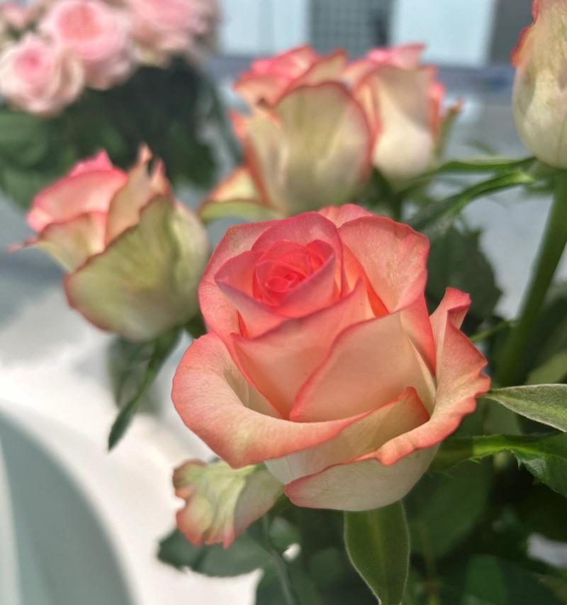 七年恋人应该送哪种玫瑰花？