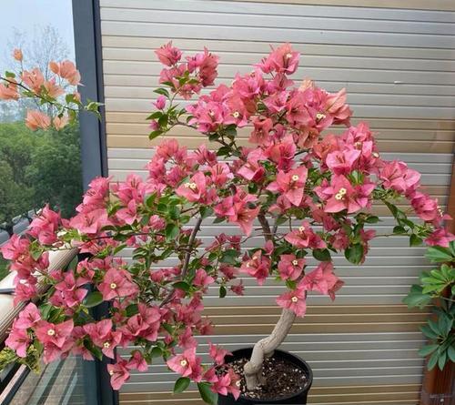 哪些花卉植物扎根不深？它们的养护方法是什么？
