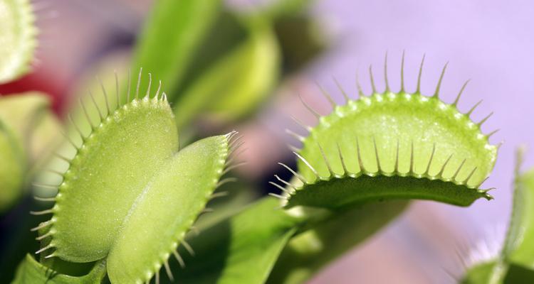 哪些花卉植物扎根不深？它们的养护方法是什么？