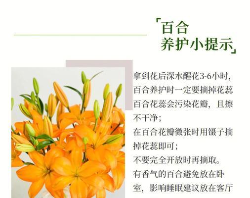 哪些花卉植物扎根不深？它们的养护方法是什么？