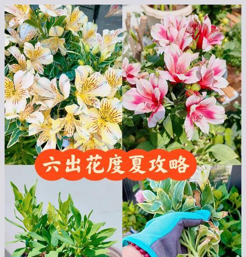 多年生的花卉有哪些？它们的养护技巧是什么？
