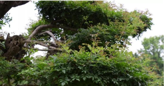 百合粉的合成方法是什么？它在植物学中有何意义？