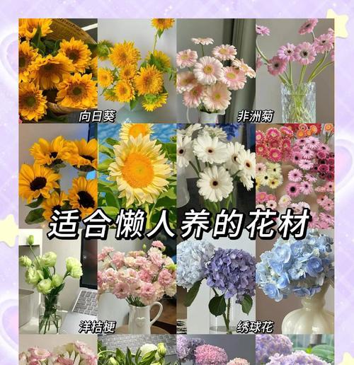 多年生的花卉有哪些？它们的养护技巧是什么？