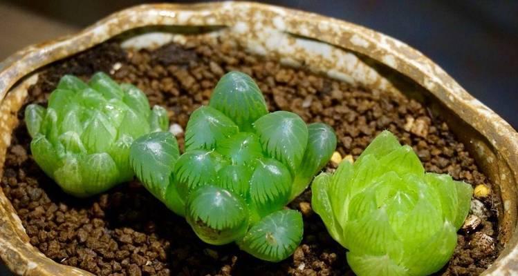 哪些多肉植物会长得比较高？