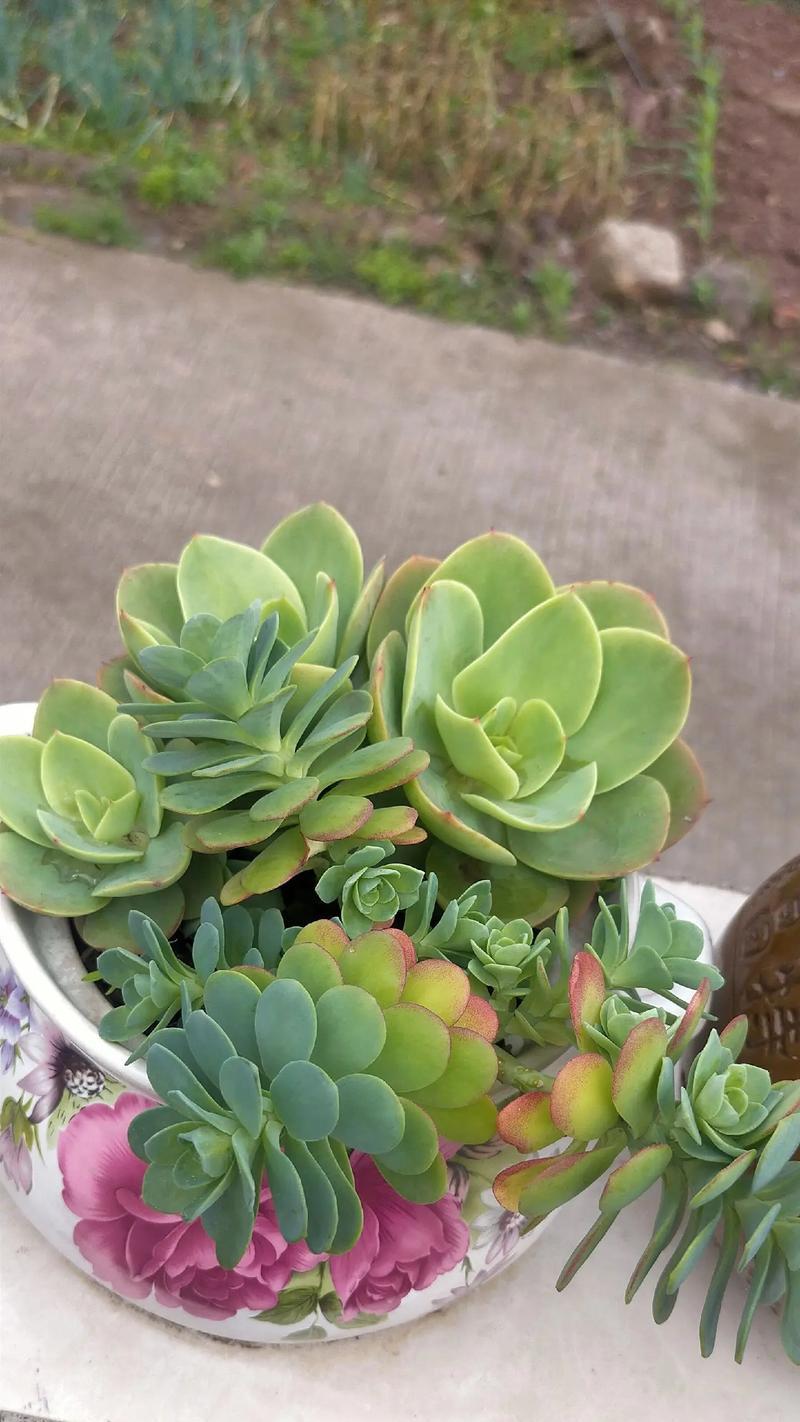 哪些多肉植物会长得比较高？