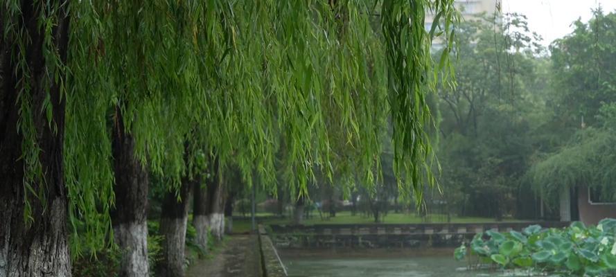 花瓶垂柳的寓意是什么？它在风水中扮演什么角色？