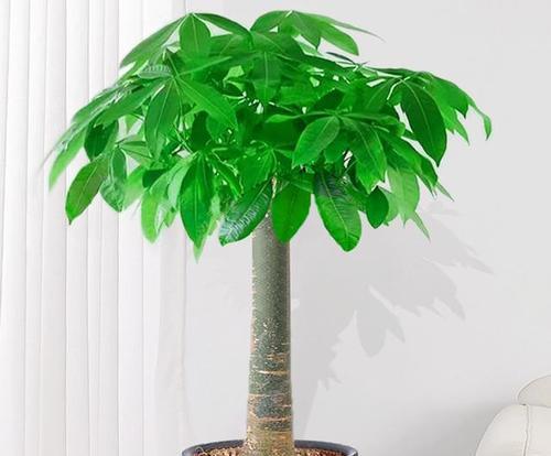 门前摆放哪些花卉寓意好？花卉选择有哪些讲究？