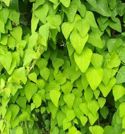 旧山上有什么花卉出名的地方？它们的生长环境有何独特之处？