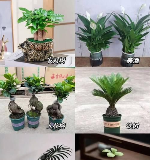 教师节送什么植物好？哪种植物最能表达敬意？