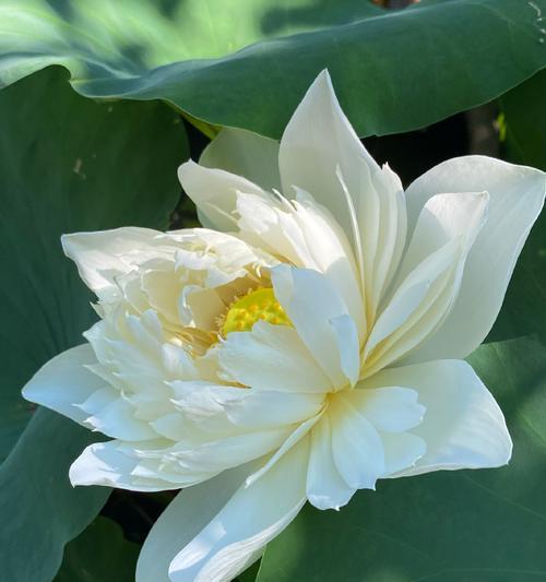 旋风植物有哪些种类？它们的特点是什么？