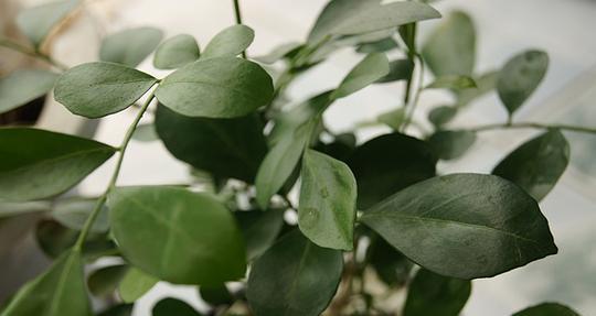 旋风植物有哪些种类？它们的特点是什么？