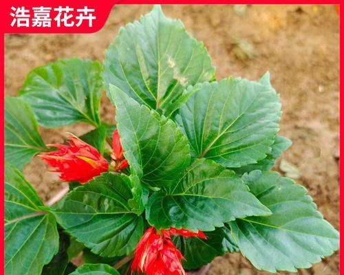 户外有哪些花红叶绿的花卉？