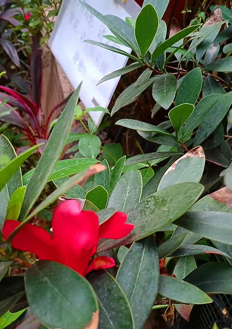 户外有哪些花红叶绿的花卉？
