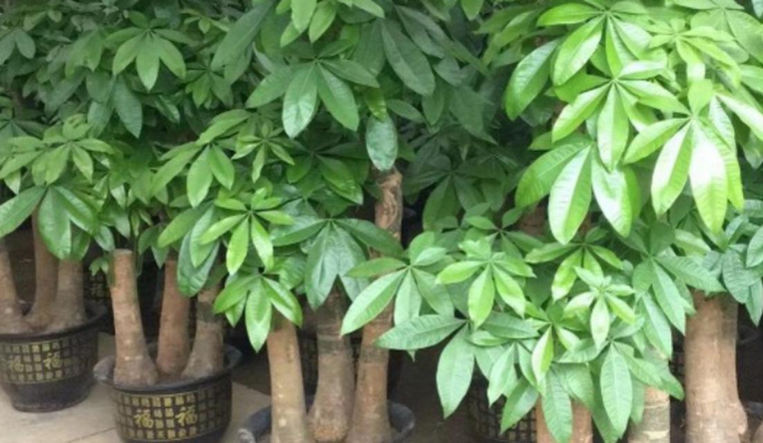 绿色南山竹植物有哪些？它们的生长环境是什么？