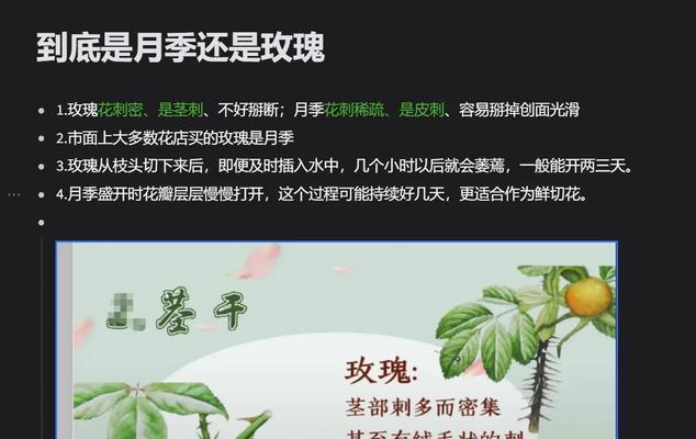 月季花与玫瑰花相似意味着什么？