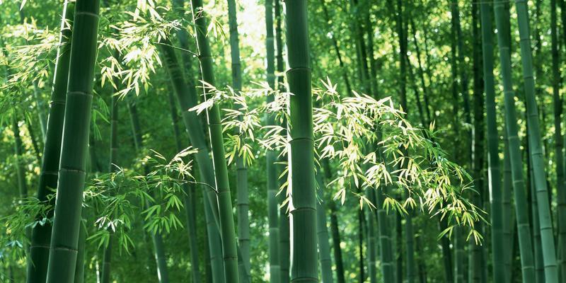 绿色南山竹植物有哪些？它们的生长环境是什么？