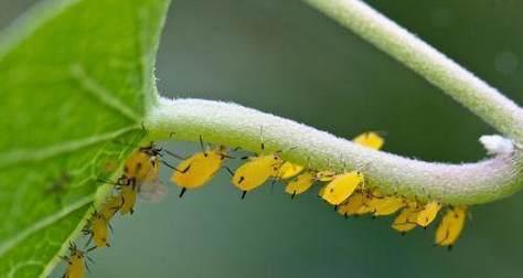 蒜头对花卉杀菌有效吗？原因是什么？